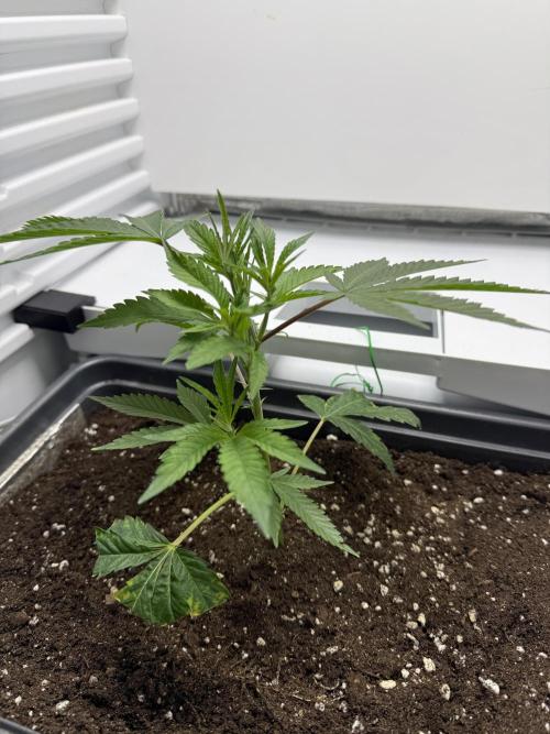 Fridgegrow 2.0 | Dantes Inferno Dave Cut. Week 2