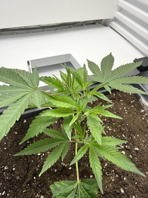 Fridgegrow 2.0 | Dantes Inferno Dave Cut. Week 2