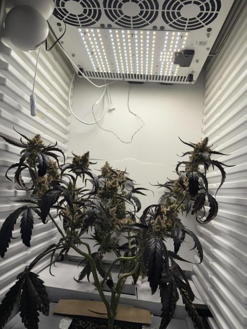 Fridgegrow 2.0 | Guava Auto RF3. Week 10