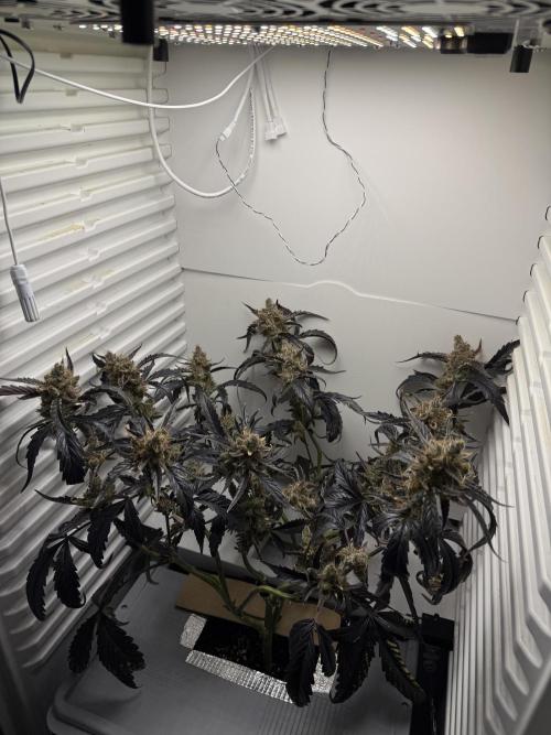 Fridgegrow 2.0 | Guava Auto RF3. Week 10