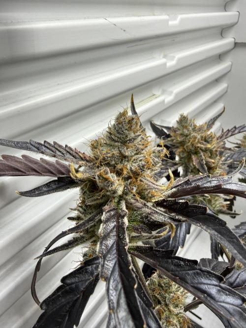 Fridgegrow 2.0 | Guava Auto RF3. Week 10