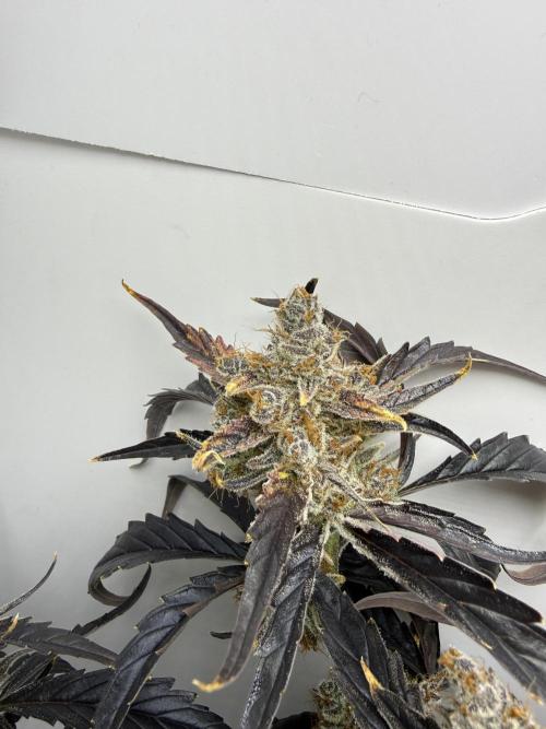 Fridgegrow 2.0 | Guava Auto RF3. Week 10