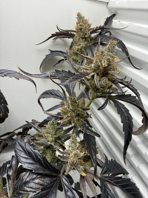 Fridgegrow 2.0 | Guava Auto RF3. Week 10