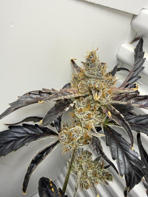 Fridgegrow 2.0 | Guava Auto RF3. Week 10