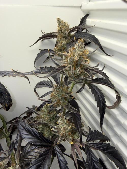 Fridgegrow 2.0 | Guava Auto RF3. Week 10