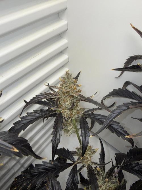 Fridgegrow 2.0 | Guava Auto RF3. Week 10