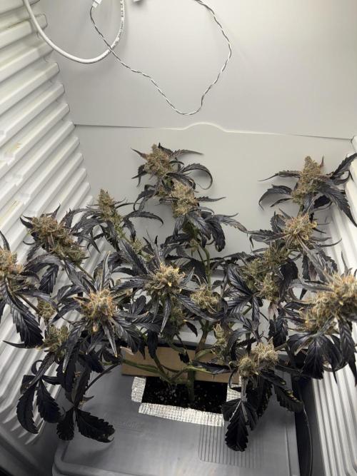 Fridgegrow 2.0 | Guava Auto RF3. Week 11