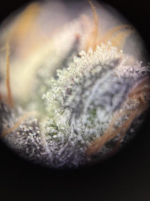 Fridgegrow 2.0 | Guava Auto RF3. Week 11