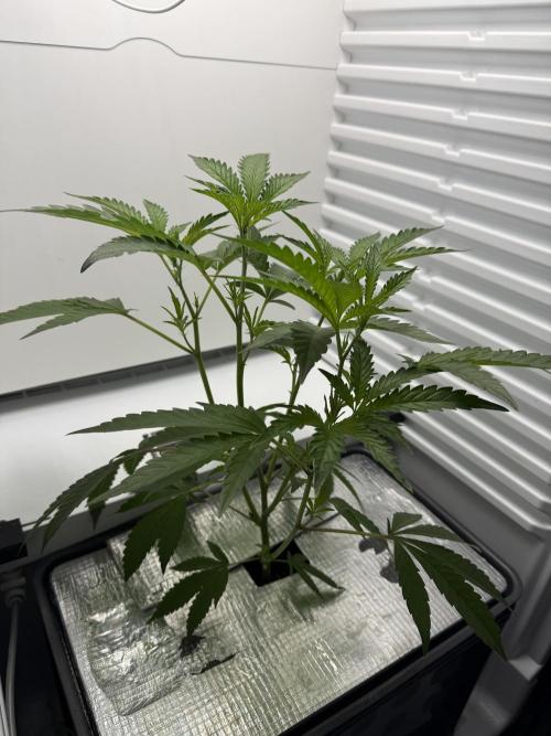 Fridgegrow 2.0 | Dantes Inferno Dave Cut. Week 3
