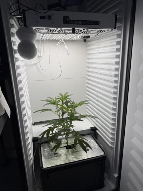 Fridgegrow 2.0 | Dantes Inferno Dave Cut. Week 3