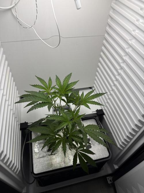 Fridgegrow 2.0 | Dantes Inferno Dave Cut. Week 3