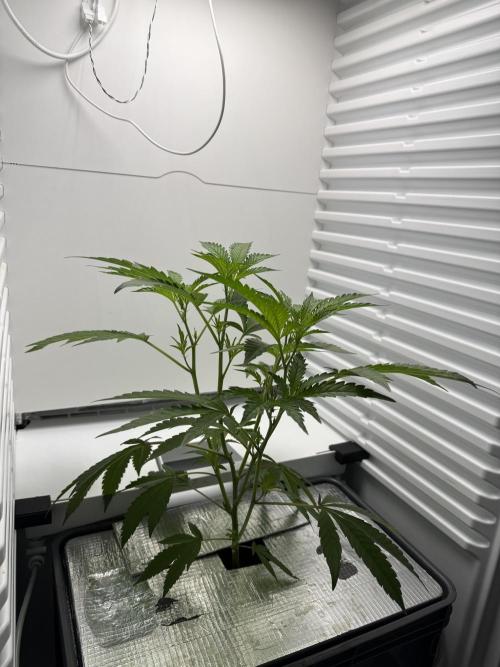 Fridgegrow 2.0 | Dantes Inferno Dave Cut. Week 3