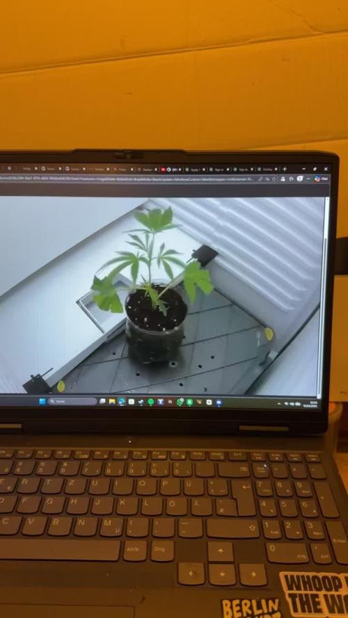 Fridgegrow 2.0 | Dantes Inferno Dave Cut