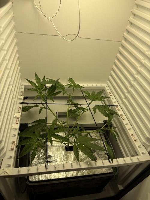 Fridgegrow 2.0 | Dantes Inferno Dave Cut. Week 3