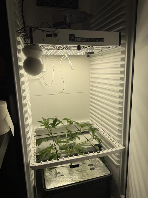Fridgegrow 2.0 | Dantes Inferno Dave Cut. Week 3