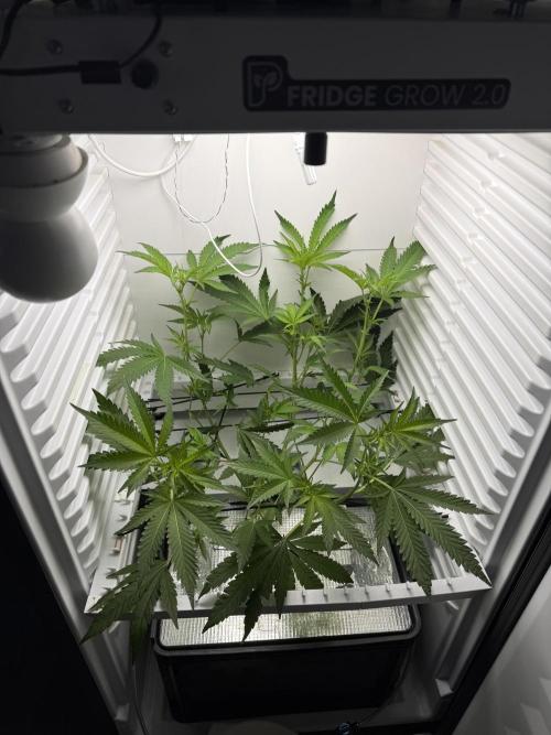 Fridgegrow 2.0 | Dantes Inferno Dave Cut. Week 4