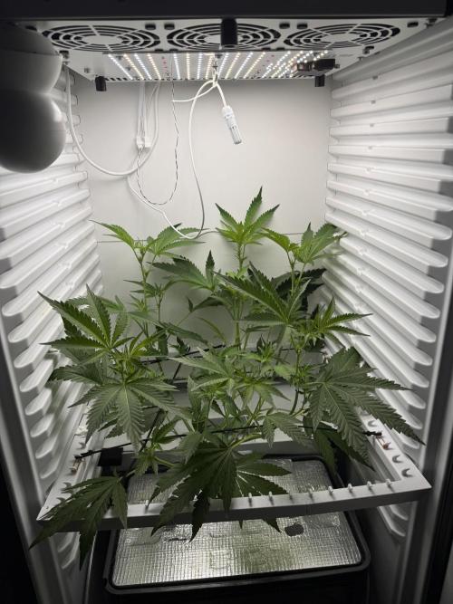 Fridgegrow 2.0 | Dantes Inferno Dave Cut. Week 4