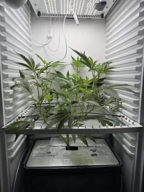 Fridgegrow 2.0 | Dantes Inferno Dave Cut. Week 4