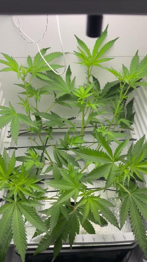 Fridgegrow 2.0 | Dantes Inferno Dave Cut