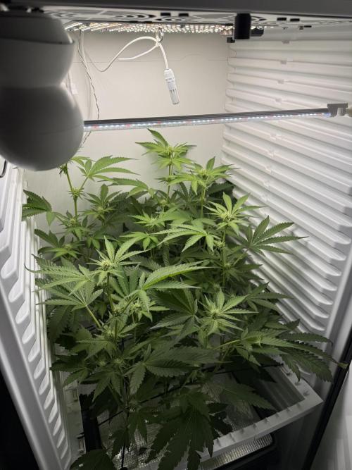 Fridgegrow 2.0 | Dantes Inferno Dave Cut. Week 5