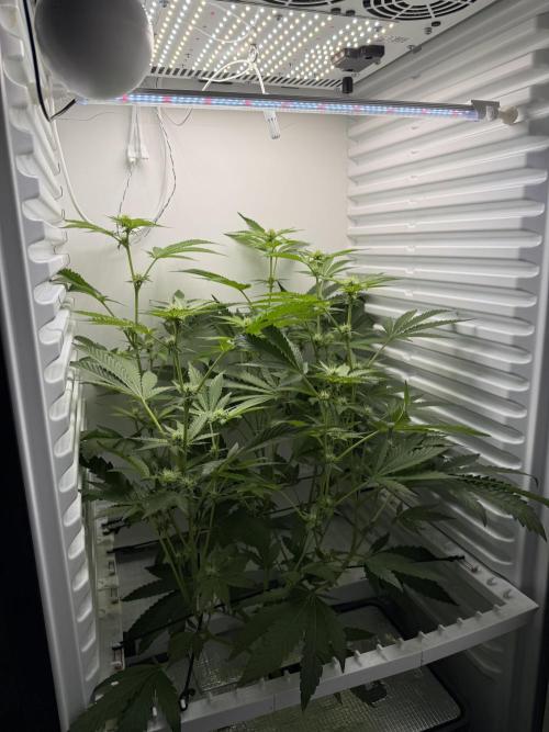 Fridgegrow 2.0 | Dantes Inferno Dave Cut. Week 5