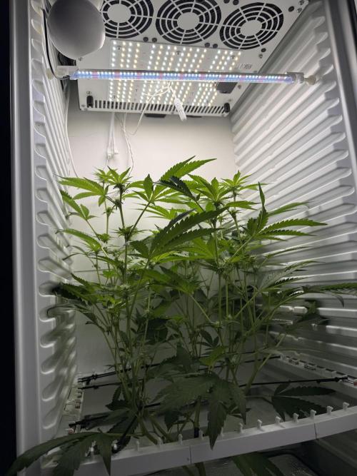 Fridgegrow 2.0 | Dantes Inferno Dave Cut. Week 5