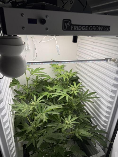 Fridgegrow 2.0 | Dantes Inferno Dave Cut. Week 5