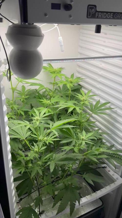 Fridgegrow 2.0 | Dantes Inferno Dave Cut