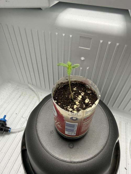 Fridgegrow 2.0 | Guava Auto RF3. Week 0