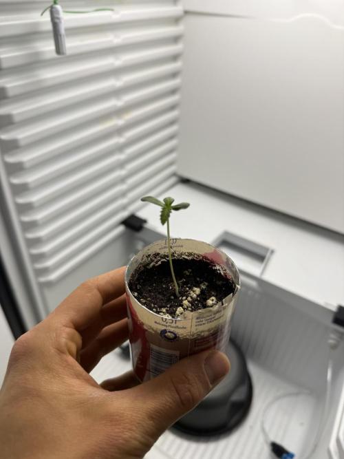 Fridgegrow 2.0 | Guava Auto RF3. Week 0