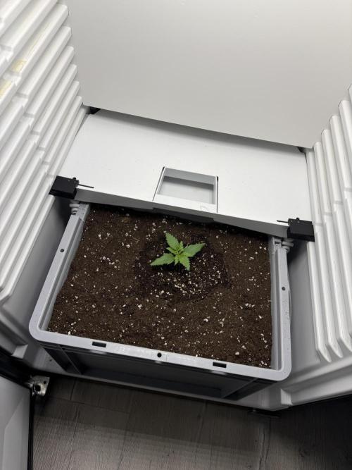 Fridgegrow 2.0 | Guava Auto RF3. Week 1