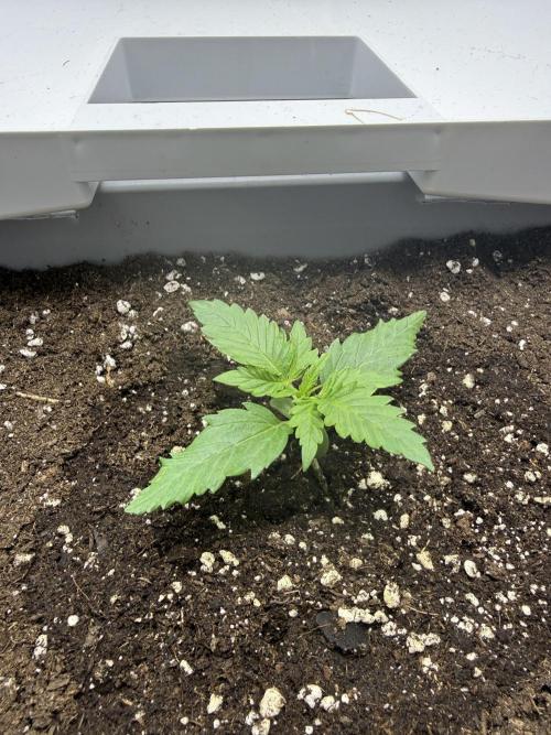 Fridgegrow 2.0 | Guava Auto RF3. Week 1