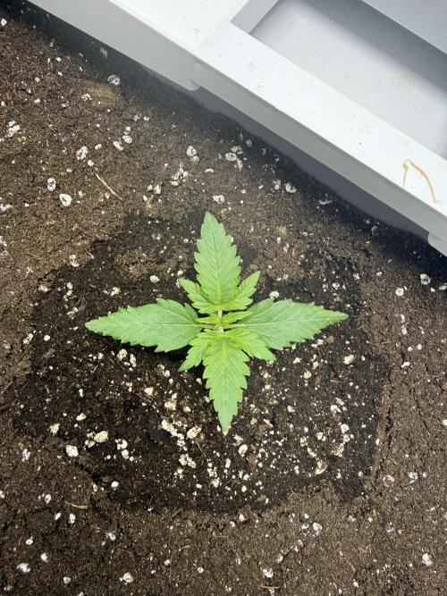 Fridgegrow 2.0 | Guava Auto RF3. Week 1