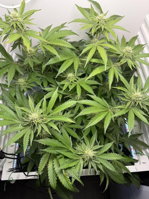 Fridgegrow 2.0 | Dantes Inferno Dave Cut. Week 6