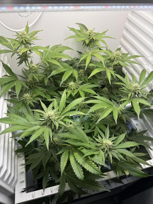 Fridgegrow 2.0 | Dantes Inferno Dave Cut. Week 6