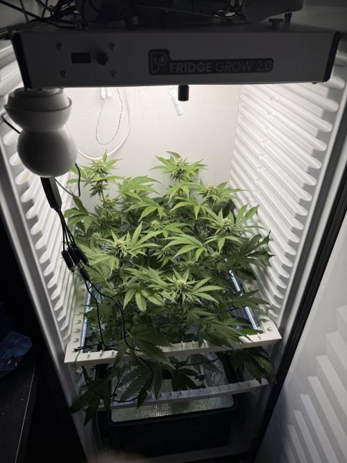 Fridgegrow 2.0 | Dantes Inferno Dave Cut. Week 6