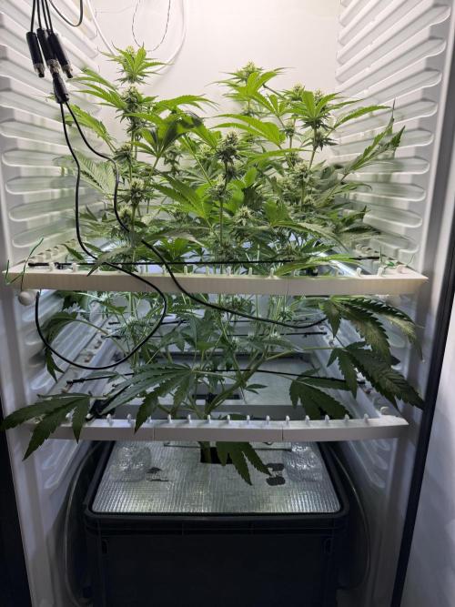 Fridgegrow 2.0 | Dantes Inferno Dave Cut. Week 6