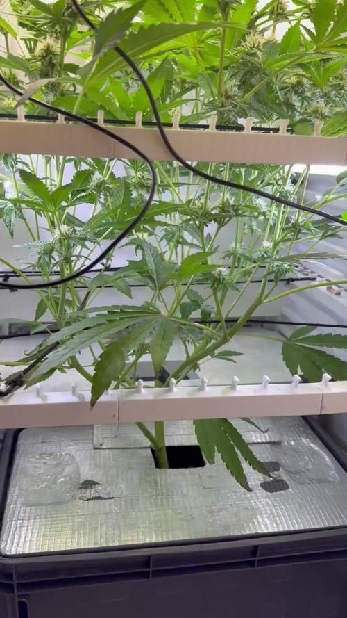 Fridgegrow 2.0 | Dantes Inferno Dave Cut