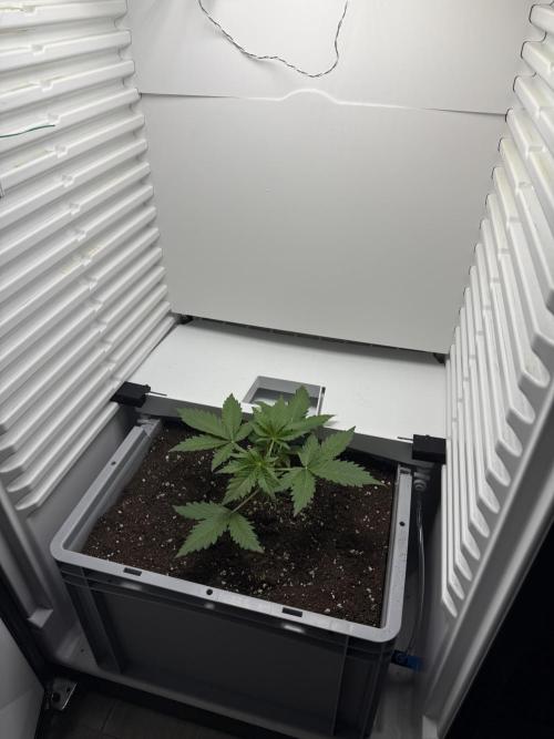 Fridgegrow 2.0 | Guava Auto RF3. Week 2