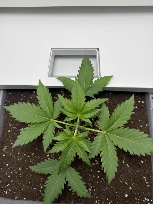 Fridgegrow 2.0 | Guava Auto RF3. Week 2