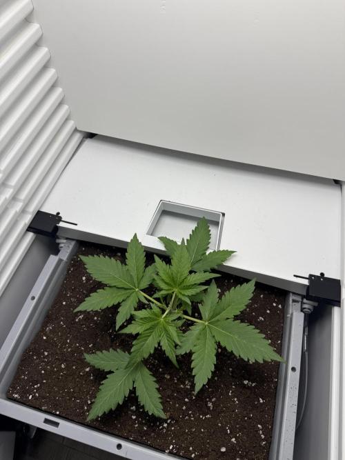 Fridgegrow 2.0 | Guava Auto RF3. Week 2