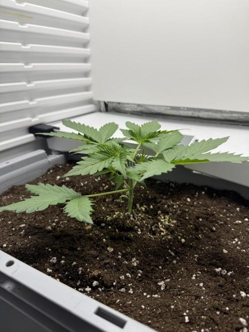 Fridgegrow 2.0 | Guava Auto RF3. Week 2