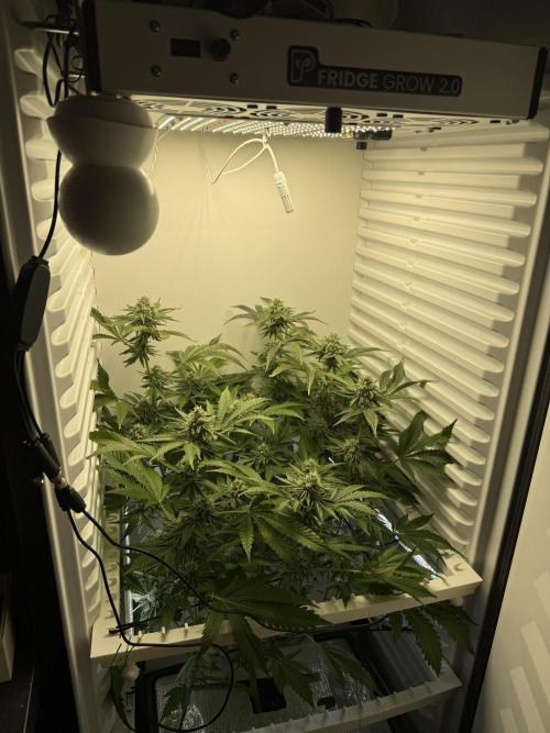 Fridgegrow 2.0 | Dantes Inferno Dave Cut. Week 7