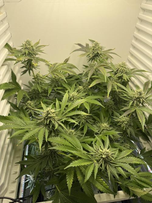 Fridgegrow 2.0 | Dantes Inferno Dave Cut. Week 7