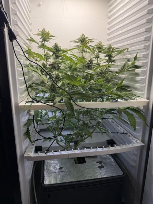 Fridgegrow 2.0 | Dantes Inferno Dave Cut. Week 7