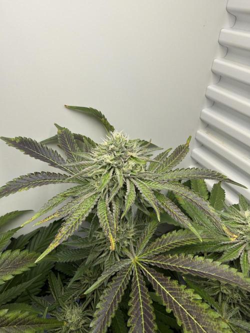 Fridgegrow 2.0 | Dantes Inferno Dave Cut. Week 7