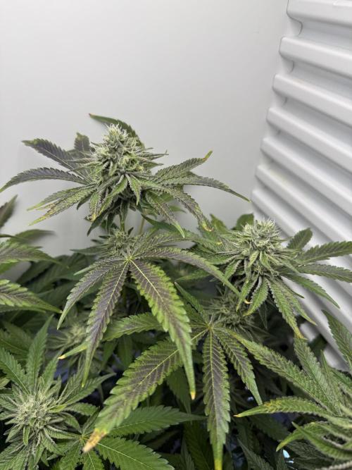 Fridgegrow 2.0 | Dantes Inferno Dave Cut. Week 7