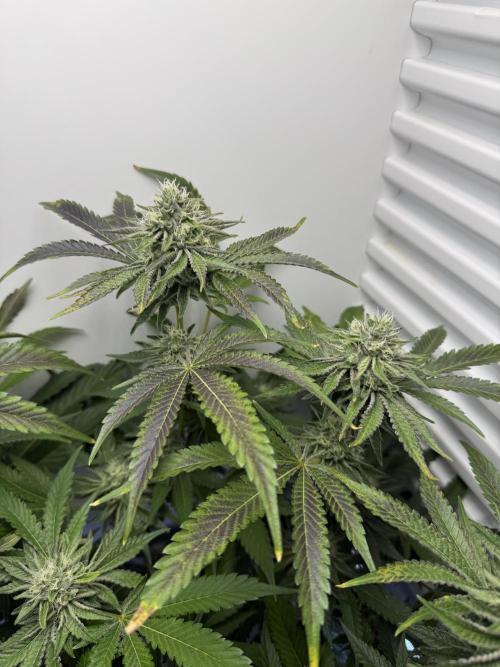 Fridgegrow 2.0 | Dantes Inferno Dave Cut. Week 7