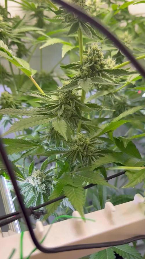 Fridgegrow 2.0 | Dantes Inferno Dave Cut