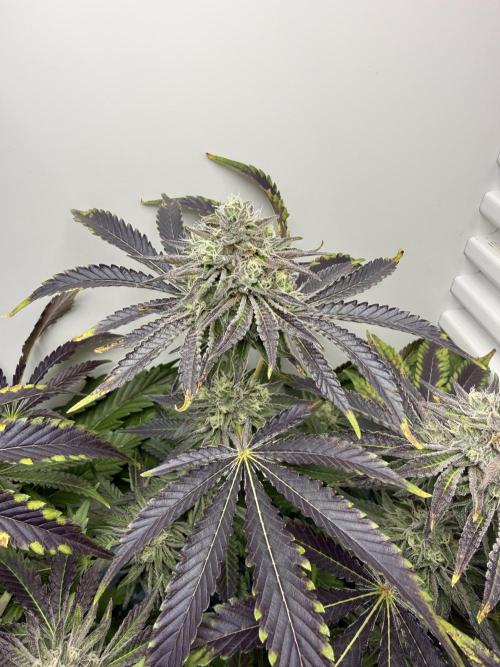 Fridgegrow 2.0 | Dantes Inferno Dave Cut. Week 8
